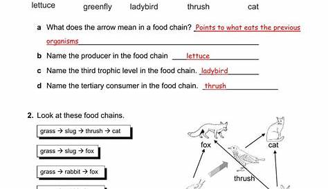 food chain worksheet for grade 4