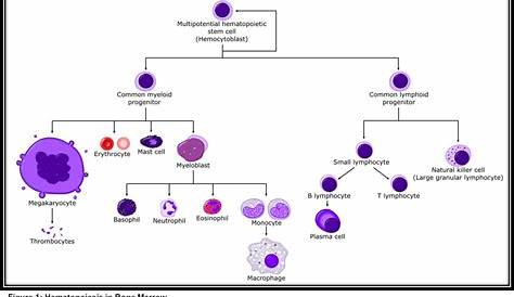 stem cell flow chart