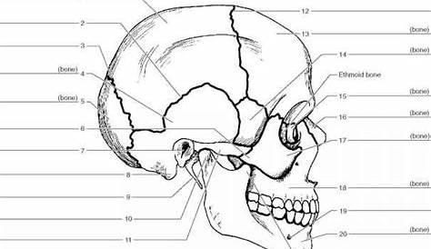 human skull labeling worksheet