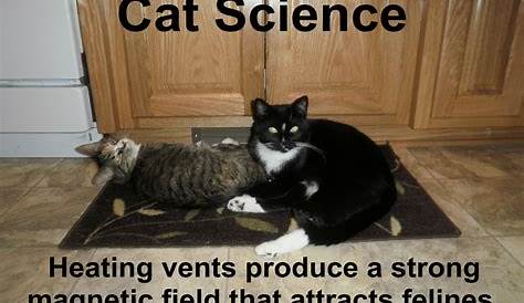 Catladyland: Cats are Funny: Cat Science