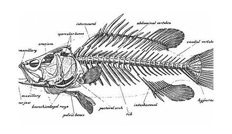Fish Body Parts Diagram For Kids / Label The Parts Of Fish Worksheets