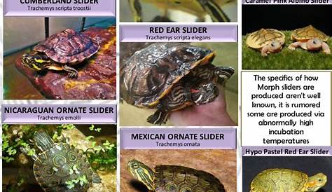yellow-bellied slider age chart