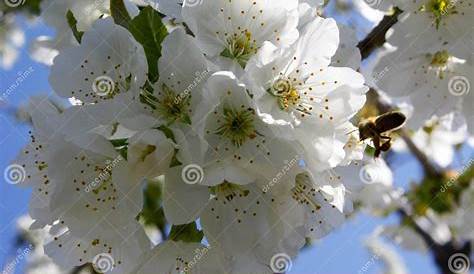 Blooming Plum Tree and Bee Pollinating. Stock Photo - Image of botany