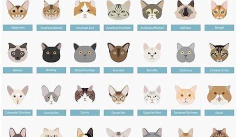 Cat Breeds | Cat breeds, Cat facts, Cat ages