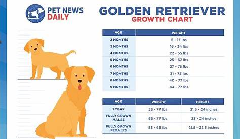 golden retriever weight chart