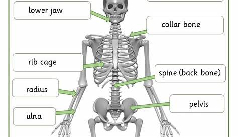 skeleton labeled worksheets