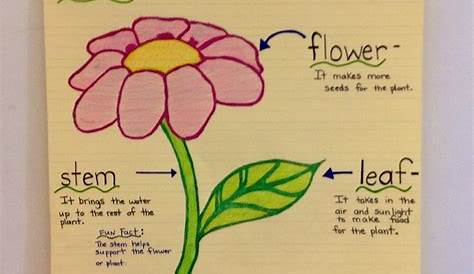 Research Focus - Parts of a Plant | Anchor Charts - from Room 105