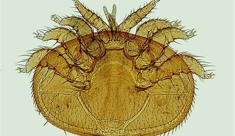 7 methods of varroa mite transmission