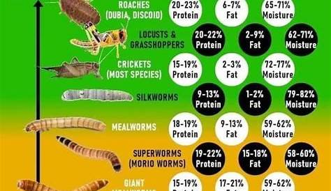 Feeder Insect Guide from Leopard Geckos - Advanced Husbandry