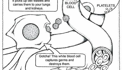 Anatomy And Physiology Coloring Pages Free at GetColorings.com | Free