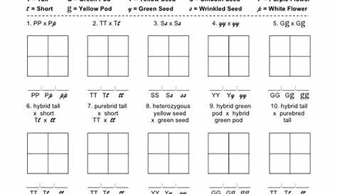 Monohybrid Cross Worksheet Image Collections | Worksheets Samples