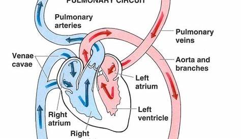 a simple schematic of general circulation