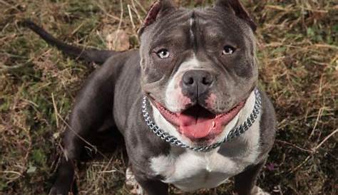 American Bully Growth and Weight Chart (Male & Female) - K9 Web (2022)