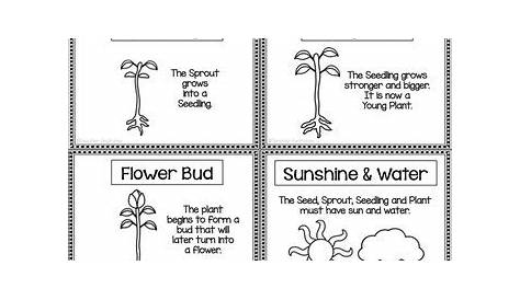 life cycle of a flower printable