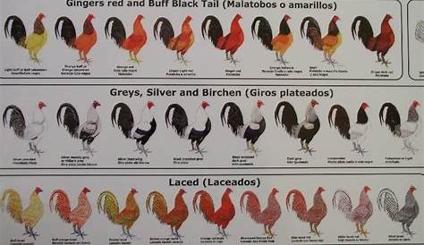 Ultimate Fowl Forum - View topic - Color Charts for Chickens | Chicken