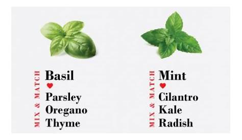 what herbs are compatible to grow together