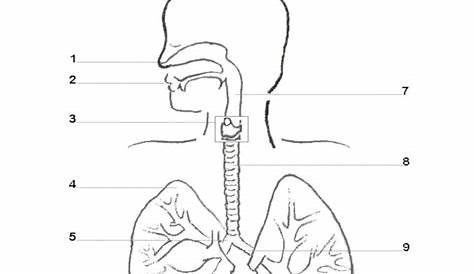 Printable Worksheets On The Lungs | Printable Worksheets