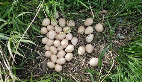 Guinea fowl hatching eggs and how to select them. - Cluckin