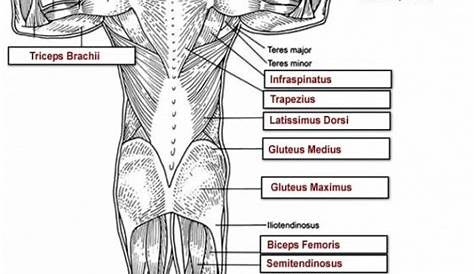 Muscle Anatomy Worksheets | 99Worksheets