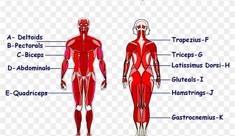 Main Muscles In The Body Diagram / Muscle Diagram Blank - koibana.info