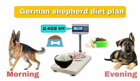 german shepherd diet chart