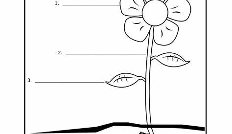 part of plant worksheets