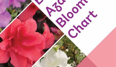 Encore® Azalea bloom charts | Encore® Azalea Pruning Azaleas, Azaleas
