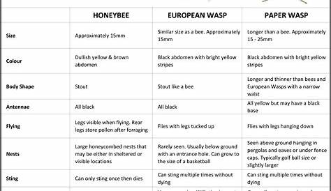 Bees Vs Wasps Comparison Chart • Perth Pest Control