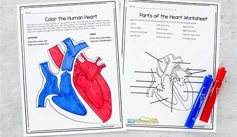 healthy heart worksheet