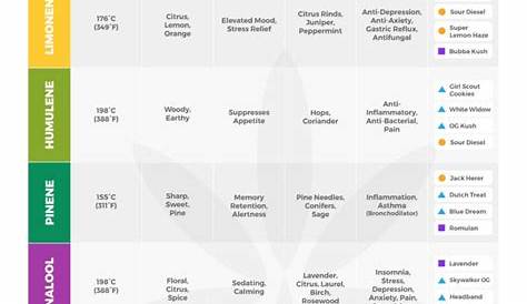 Cannabis Terpenes Effects Guide