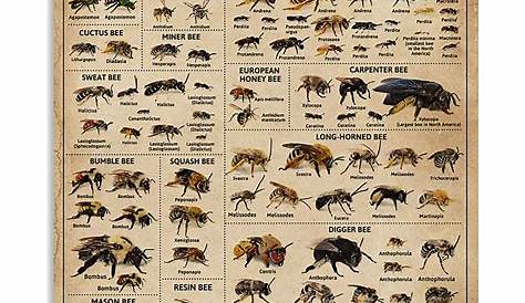 Types Of Bee