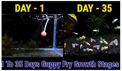 guppy fry growth chart