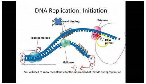 dna replication ap biology worksheet