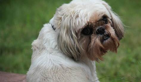 How Can You Tell Imperial Shih Tzus? 8 Best Tips - Page 3 of 3 - Shih