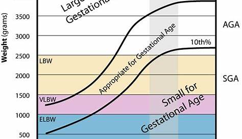 gestational age growth chart