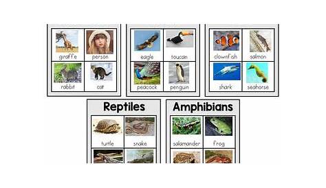 mammals reptiles amphibians birds fish worksheet