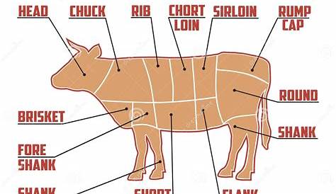Meat Diagram of a Cow, Silhouette of a Cow, Beef Cutting Scheme Stock