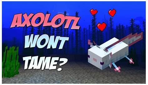 How Do You Tame A Axolotl In Minecraft