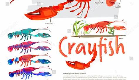 Crayfish With Information. Infographic Style. Separate Color With