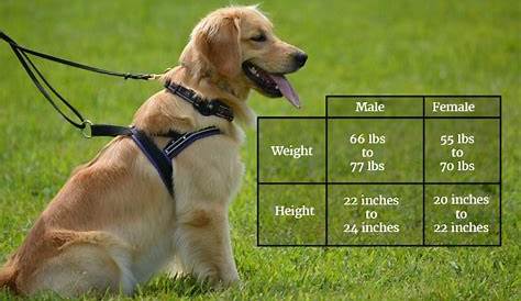 Golden Retriever Puppies – Must Know Facts and Traits - Petmoo