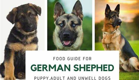 German Shepherd Puppy Food Chart
