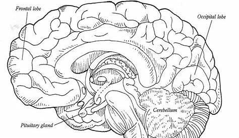 11 Best Images of Cadaver Brain Label Worksheet - Brain Label Worksheet