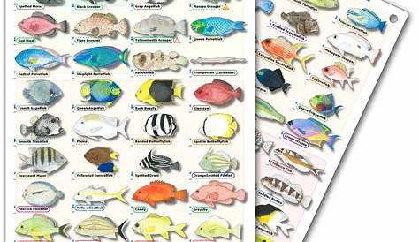 DiveLogs - Caribbean Reef Fish ID Card.