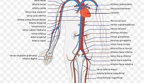 Circulatory System Diagram, HD Png Download - 762x1023(#6848059) - PngFind