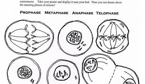 Mitosis Worksheets And Diagram Identification
