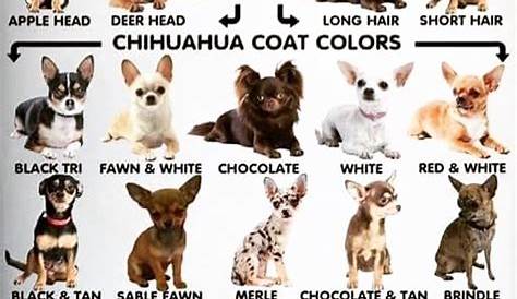 weight chart for chihuahua