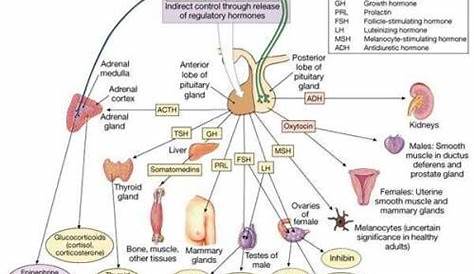 Hormone Physiology Endocrine. Physiology hormones endocrine system