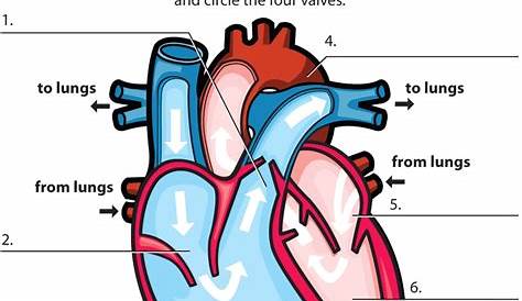 heart diagram worksheet answers