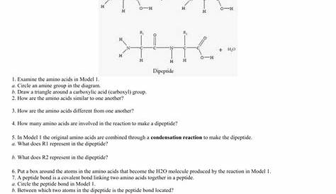Protein Structure Worksheet Answers - Ivuyteq