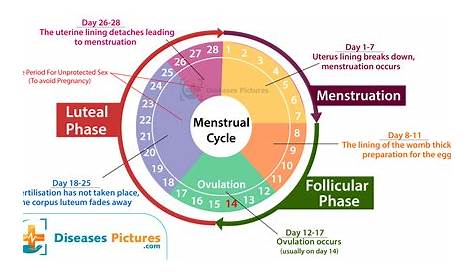 Menstrual Cycle - Phases, Diagram, Problems, Symptoms, Days | HealthMD